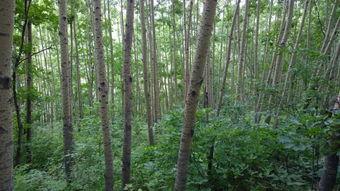 爆料保定小树林案件最新,揭秘背后惊人真相与警方调查进展